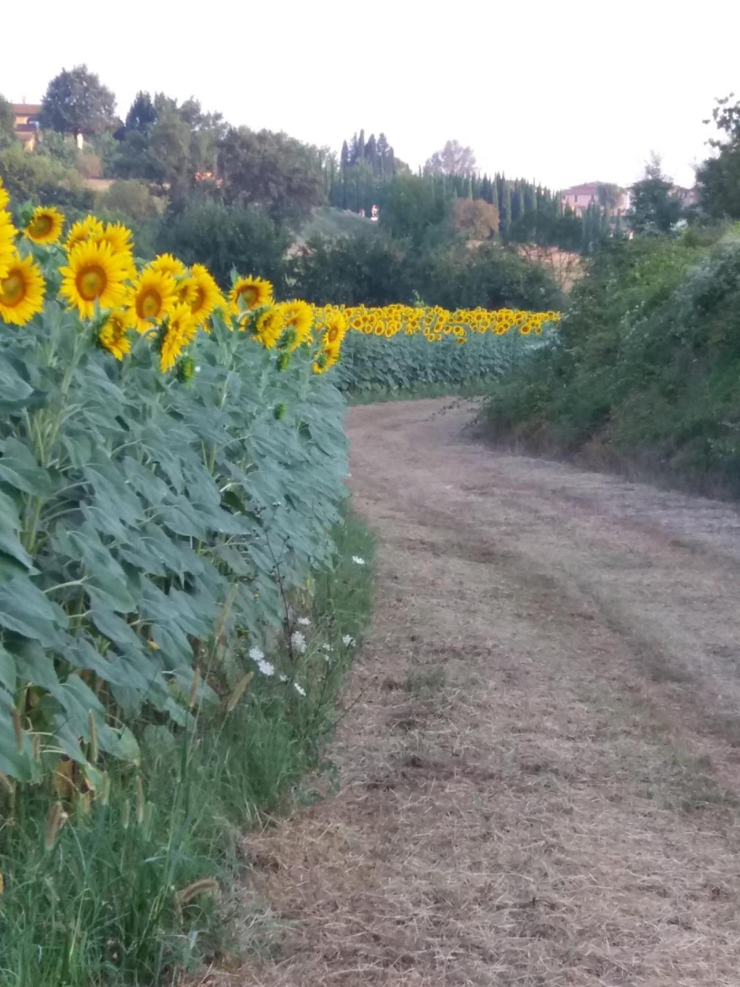 Podere Gian Battaglia ฟูเชคคิโอ ภายนอก รูปภาพ