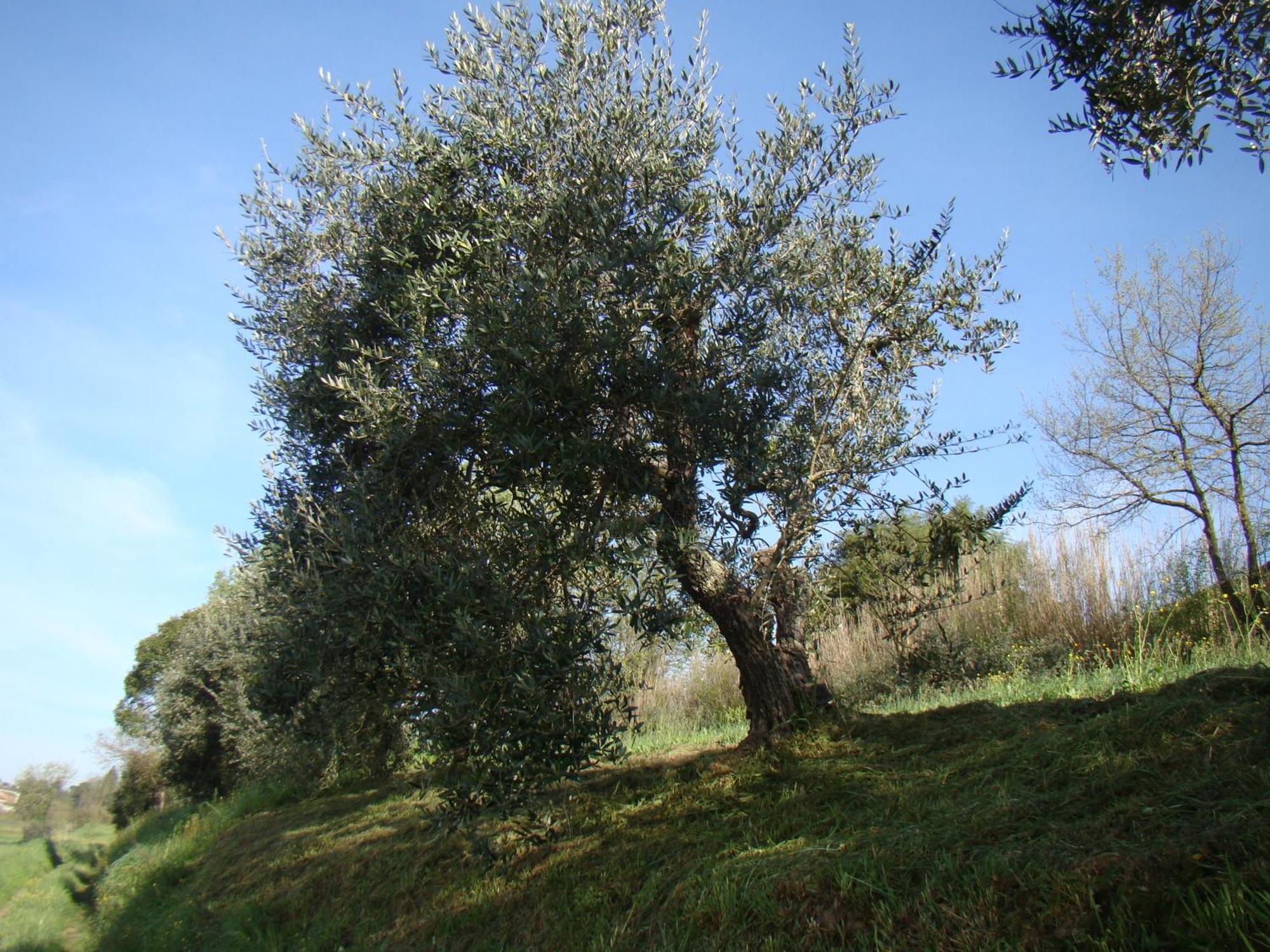 Podere Gian Battaglia ฟูเชคคิโอ ภายนอก รูปภาพ